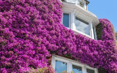 Pretty In Pink: SF’s Famous Bougainvillea House Is For Sale